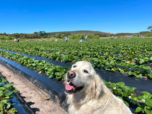 Harvest The Fleurier  Strawberry picking